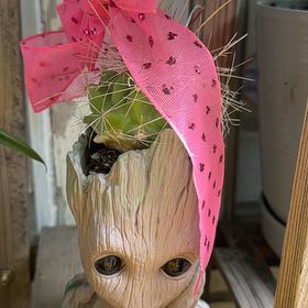 Photo of the plant species Arborescent Prickly Pear by @JovialBaybean named Zeus on Greg, the plant care app