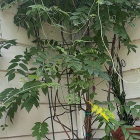 Photo of the plant species American Wisteria by @JovialBaybean named Athena on Greg, the plant care app