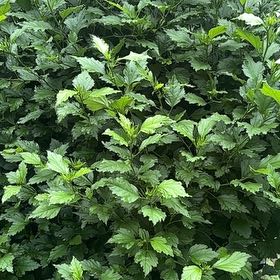 Photo of the plant species Korean Rose by @TopCarrot41 named Michelle Branch on Greg, the plant care app