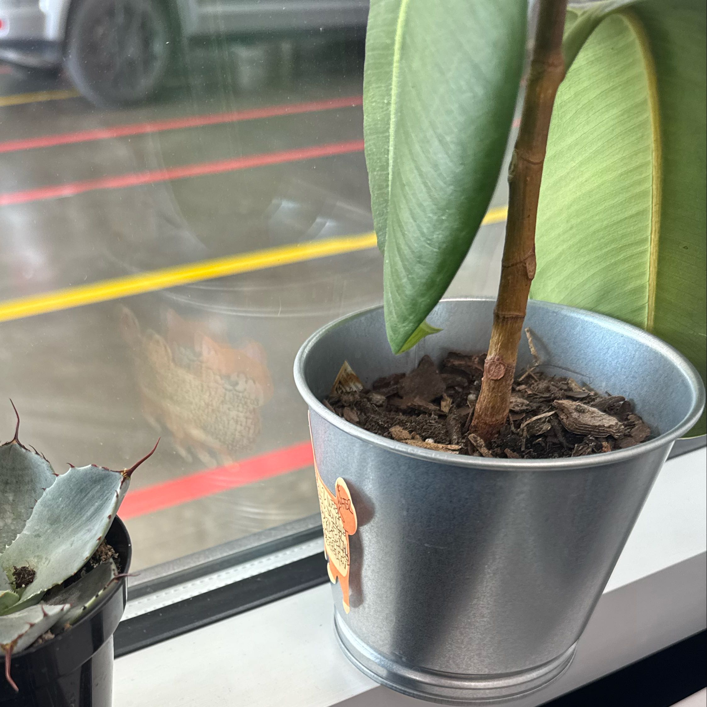 Photo of the plant species Rubber Bush by @YummyHautree98 named Ronaldo on Greg, the plant care app