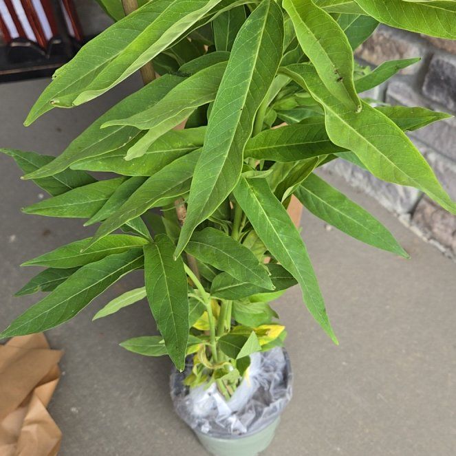 Photo of the plant species Scarlet Milkweed by @PurelyApricot86 named Mando on Greg, the plant care app