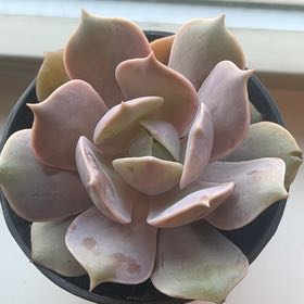 Photo of the plant species Echeveria 'Pink Diamond' by @LorelaiA named Elowen on Greg, the plant care app