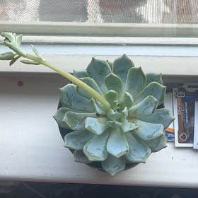 Photo of the plant species Echeveria 'Blue Rose' by @LorelaiA named Sally on Greg, the plant care app