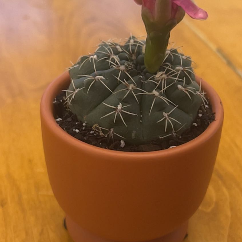 Photo of the plant species Gymnocalycium anisitsii by @ChirpyBigfoot25 named Rosa on Greg, the plant care app