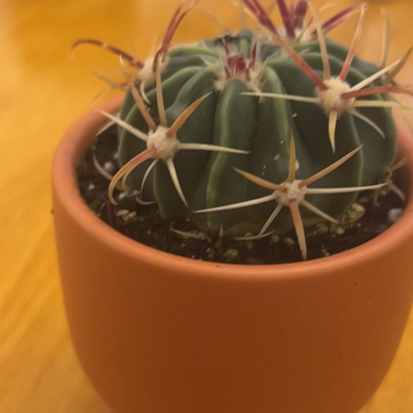 Photo of the plant species Devil's Pincushion by @ChirpyBigfoot25 named Winston on Greg, the plant care app