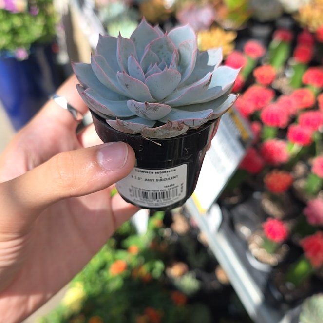 Photo of the plant species Echeveria Subsessilis by @RadLichen82 named Elle on Greg, the plant care app