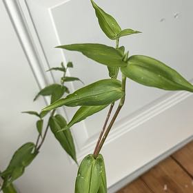 Photo of the plant species Asiatic Dayflower by @UnabashedIvy45 named da Vinci on Greg, the plant care app
