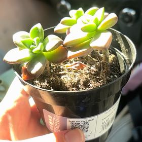 Photo of the plant species Graptosedum 'Vera Higgins' by @SirPyrethrum49 named Beckham on Greg, the plant care app