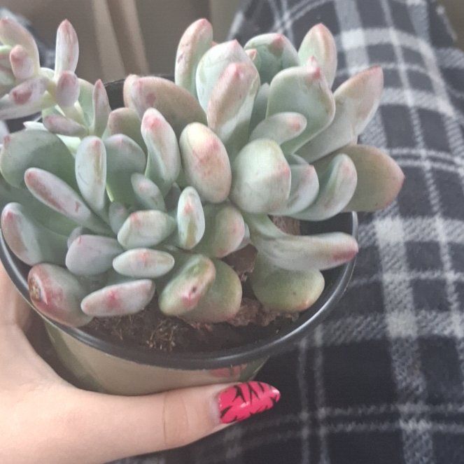 Photo of the plant species Pachyveria 'Blue Jasper' by @PetCardoon13 named Jayleen on Greg, the plant care app
