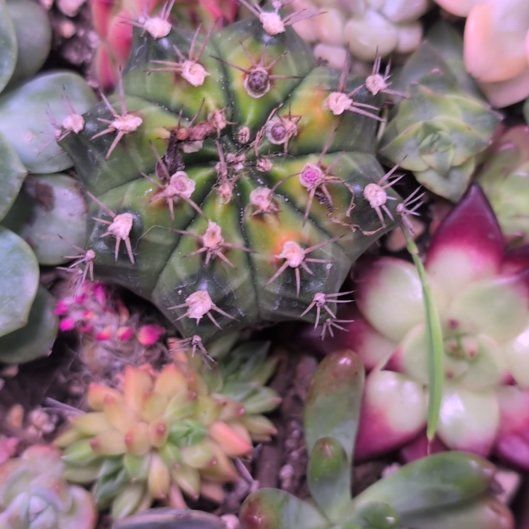 Photo of the plant species Chain-Link Cholla by @AcePecan95 named Sonora on Greg, the plant care app