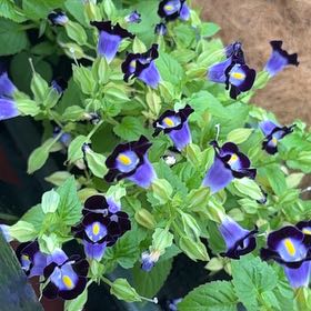 Photo of the plant species Wishbone Flower by @EarlyFrithia12 named Bodhi on Greg, the plant care app