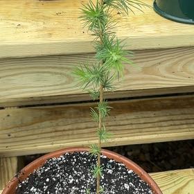Photo of the plant species European Larch by @ChadSiegrist named Ronaldo on Greg, the plant care app