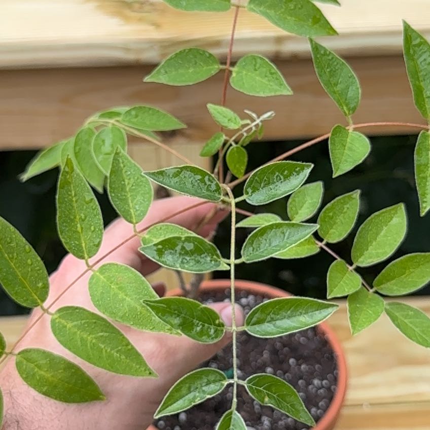 Photo of the plant species American Wisteria by @ChadSiegrist named Curie on Greg, the plant care app