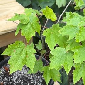 Photo of the plant species Drummond's Maple by @ChadSiegrist named Sanders on Greg, the plant care app