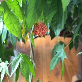 Photo of the plant species Abutilon Striatum by @ChadSiegrist named da Vinci on Greg, the plant care app