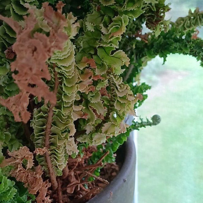 Photo of the plant species Ceterach Officinarum by @CuteKohleria89 named Curie on Greg, the plant care app