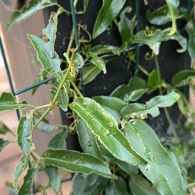 Photo of the plant species Potato Vine by @ClubbyCaladium named McKinley on Greg, the plant care app
