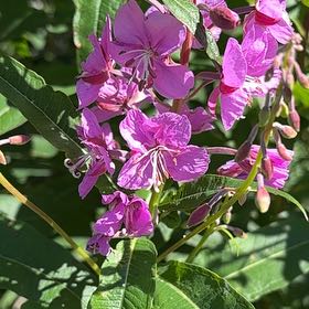 Photo of the plant species Peppermint Twist by @DeanSeaoats18 named McKinley on Greg, the plant care app
