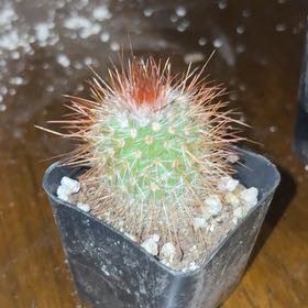 Photo of the plant species Owl's Eye Cactus by @HighestNeem named Anne on Greg, the plant care app