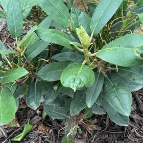 Photo of the plant species Great Rhododendron by @StarMatgrass90 named Xena on Greg, the plant care app