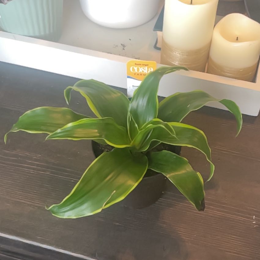 Photo of the plant species Dracaena Dorado by @AceAlula89 named Foxxy on Greg, the plant care app