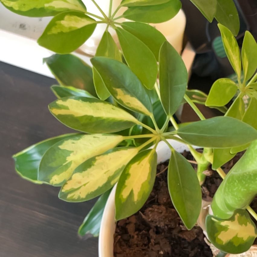 Photo of the plant species Varigated Dwarf Umbrella Tree by @AceAlula89 named Tilly on Greg, the plant care app