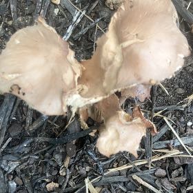 Photo of the plant species Mexican Cotton by @PerfectGray97 named Denali on Greg, the plant care app
