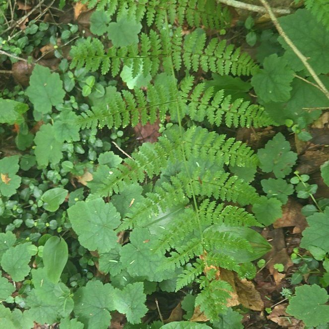 Photo of the plant species Eastern Hayscented Fern by @AvidBogarum43 named Zeus on Greg, the plant care app