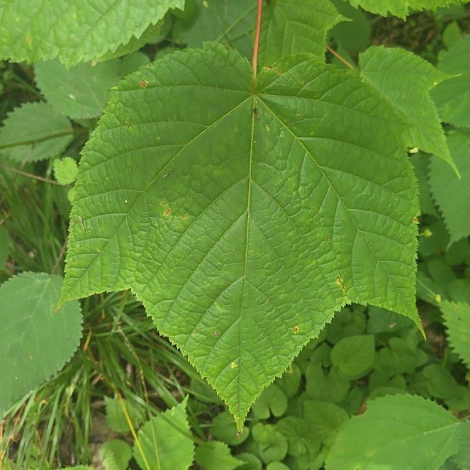 Photo of the plant species Striped Maple by @AvidBogarum43 named Eva on Greg, the plant care app