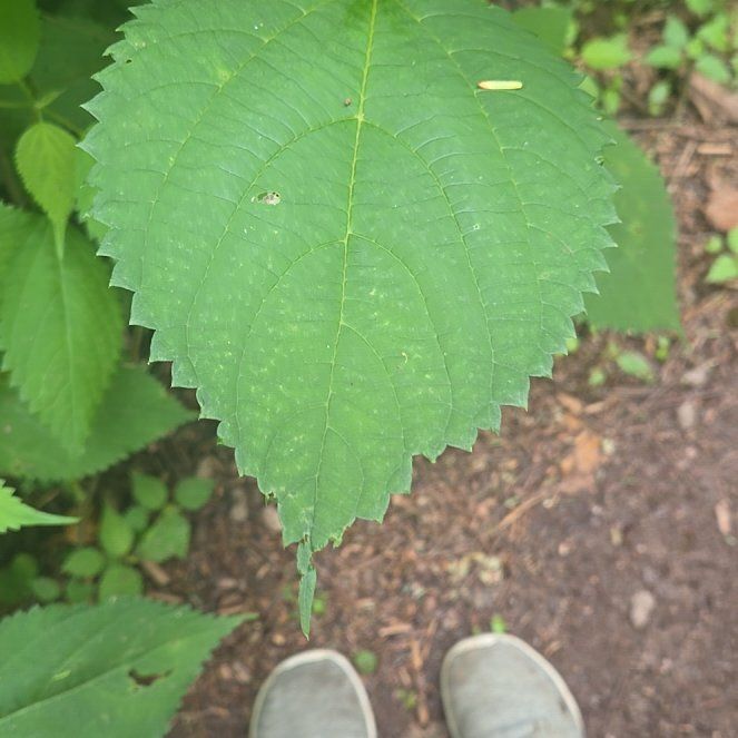 Photo of the plant species Ramie Chinese Grass by @AvidBogarum43 named Harmony on Greg, the plant care app