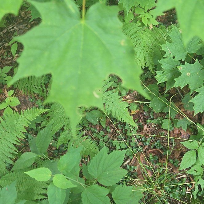 Photo of the plant species Sugar Maple by @AvidBogarum43 named Fernie Mercury on Greg, the plant care app