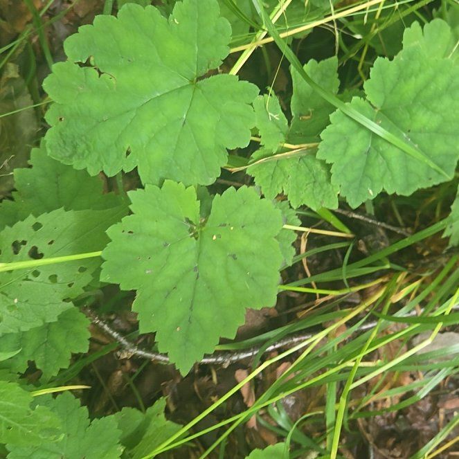 Photo of the plant species Coral Bells by @AvidBogarum43 named Kardashian on Greg, the plant care app