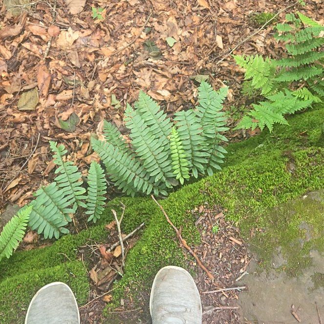 Photo of the plant species Christmas Fern by @AvidBogarum43 named Sherlock on Greg, the plant care app