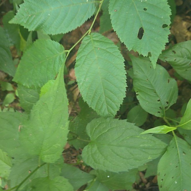 Photo of the plant species Common Hackberry by @AvidBogarum43 named Marilyn on Greg, the plant care app