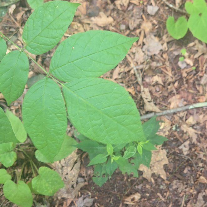 Photo of the plant species American Ash by @AvidBogarum43 named McKinley on Greg, the plant care app