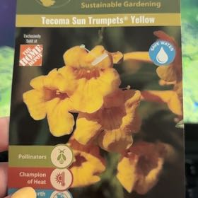 Photo of the plant species Yellow Bells by @HeroinePandan51 named Bella on Greg, the plant care app
