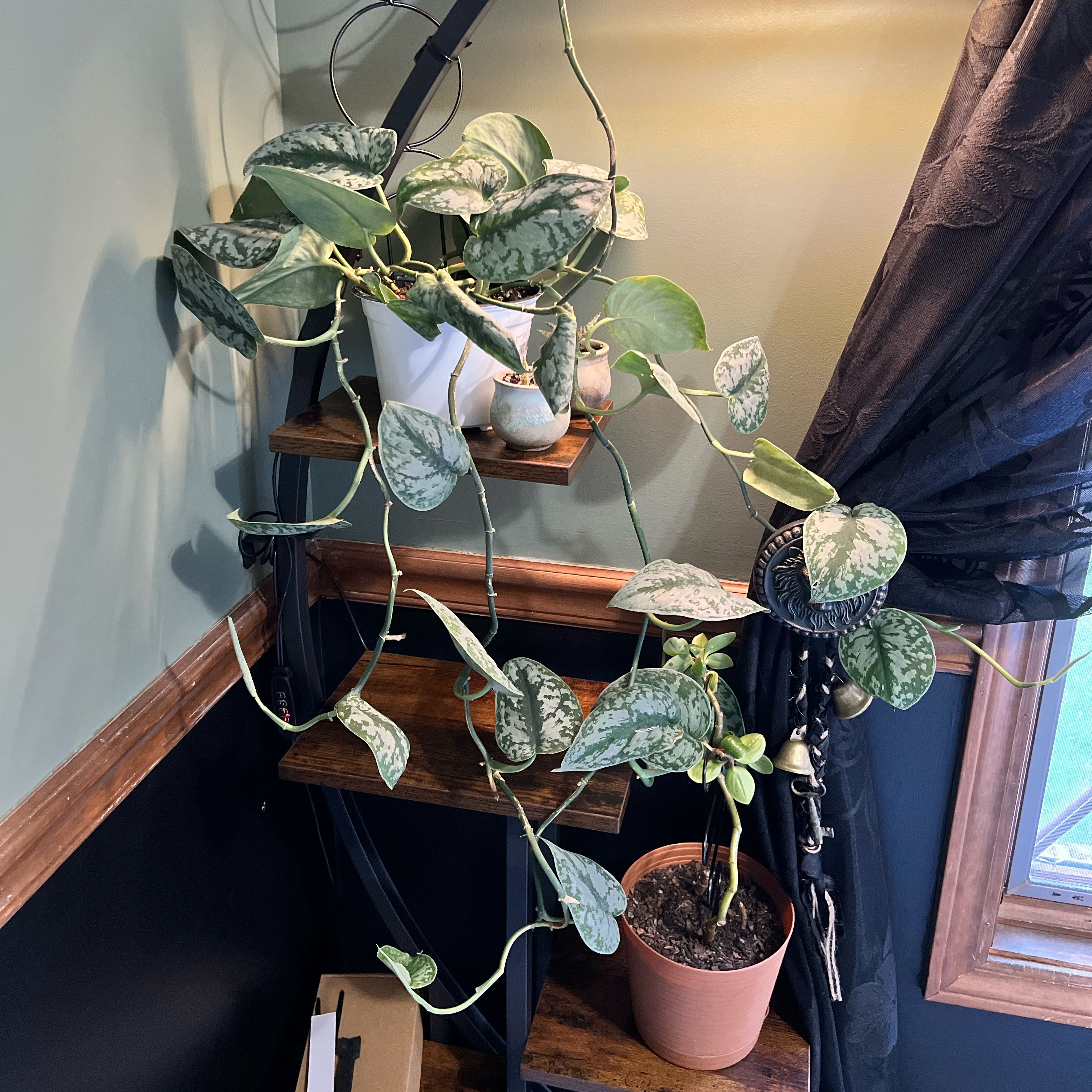 Photo of the plant species Silver Pothos by @GingerAvenger named Cleopatra on Greg, the plant care app