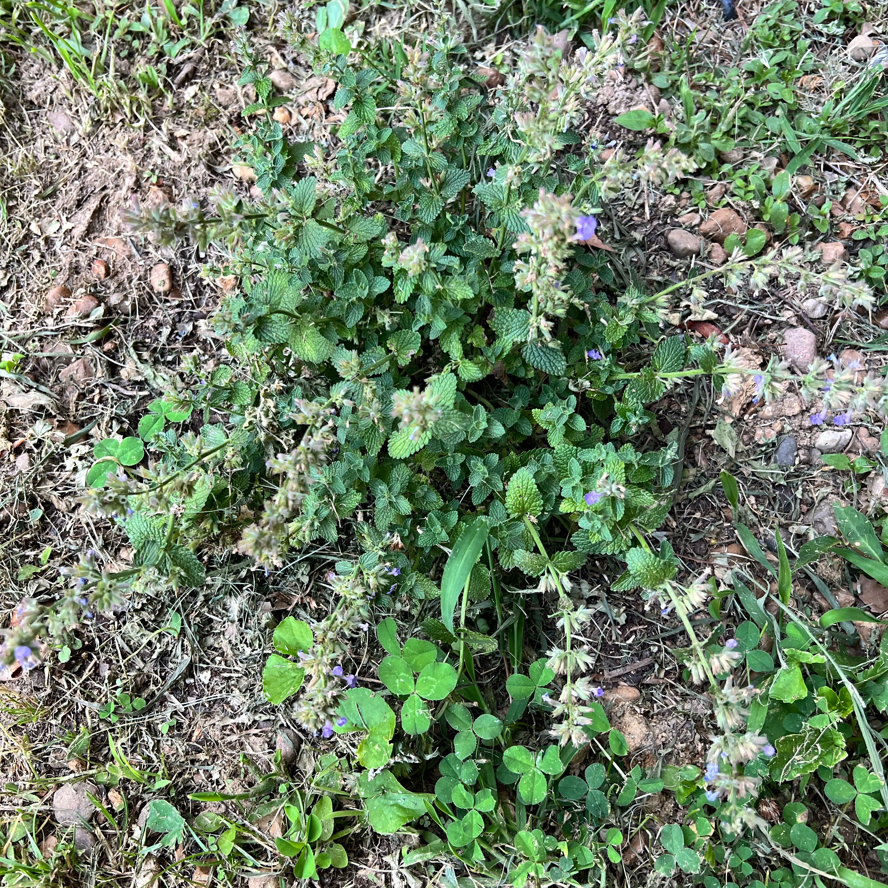 Photo of the plant species Catmint by @GingerAvenger named Luna on Greg, the plant care app