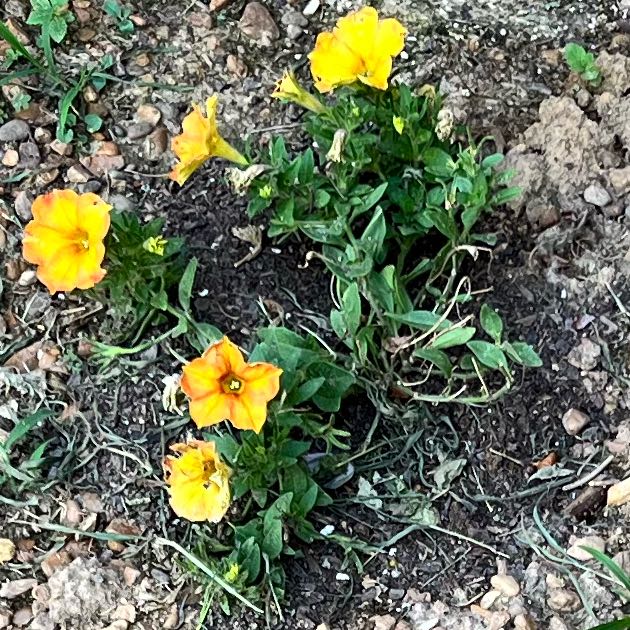 Photo of the plant species Lompoc Mesa Bush Monkeyflower by @GingerAvenger named Sigmund on Greg, the plant care app