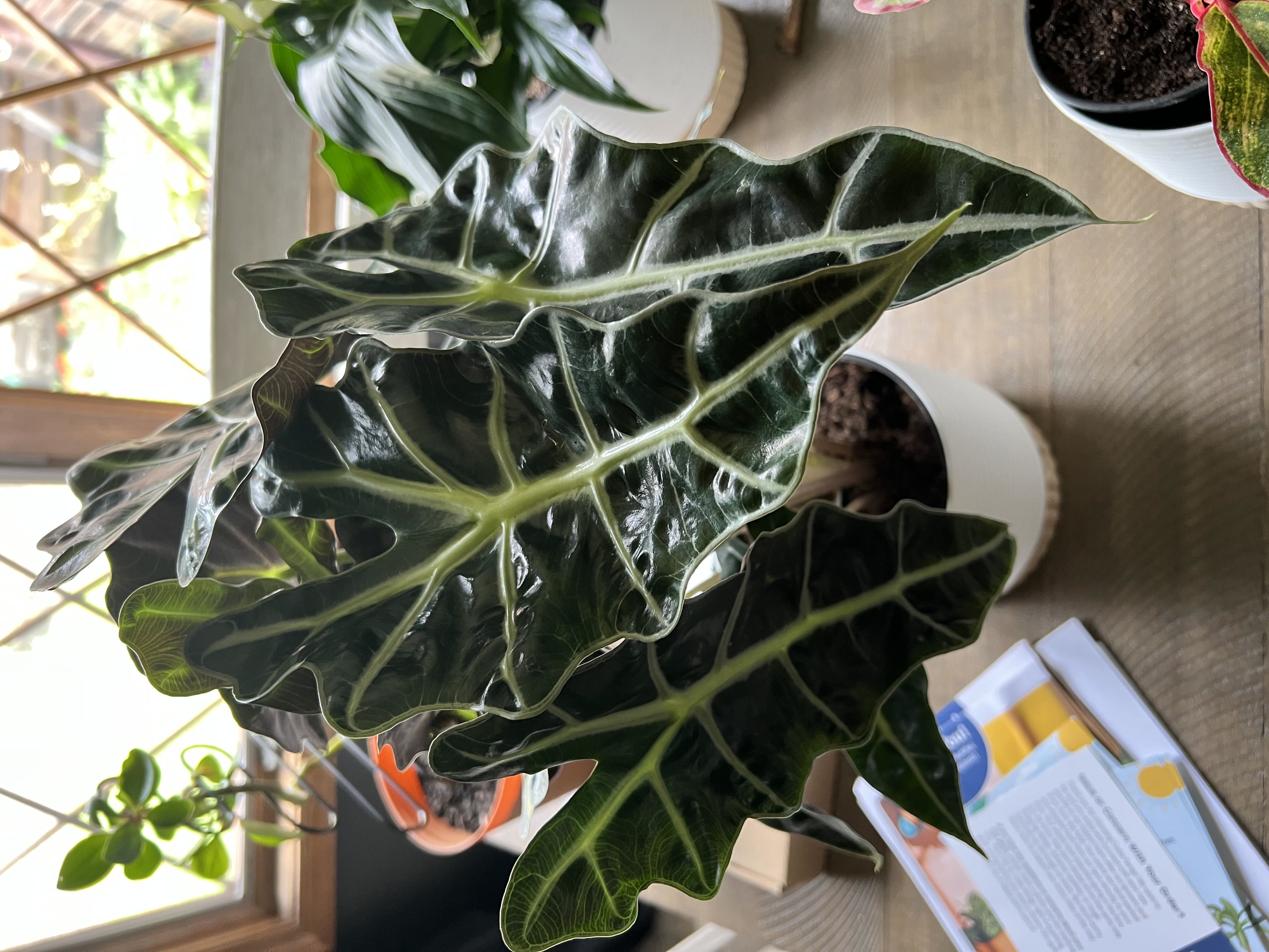 Photo from the post