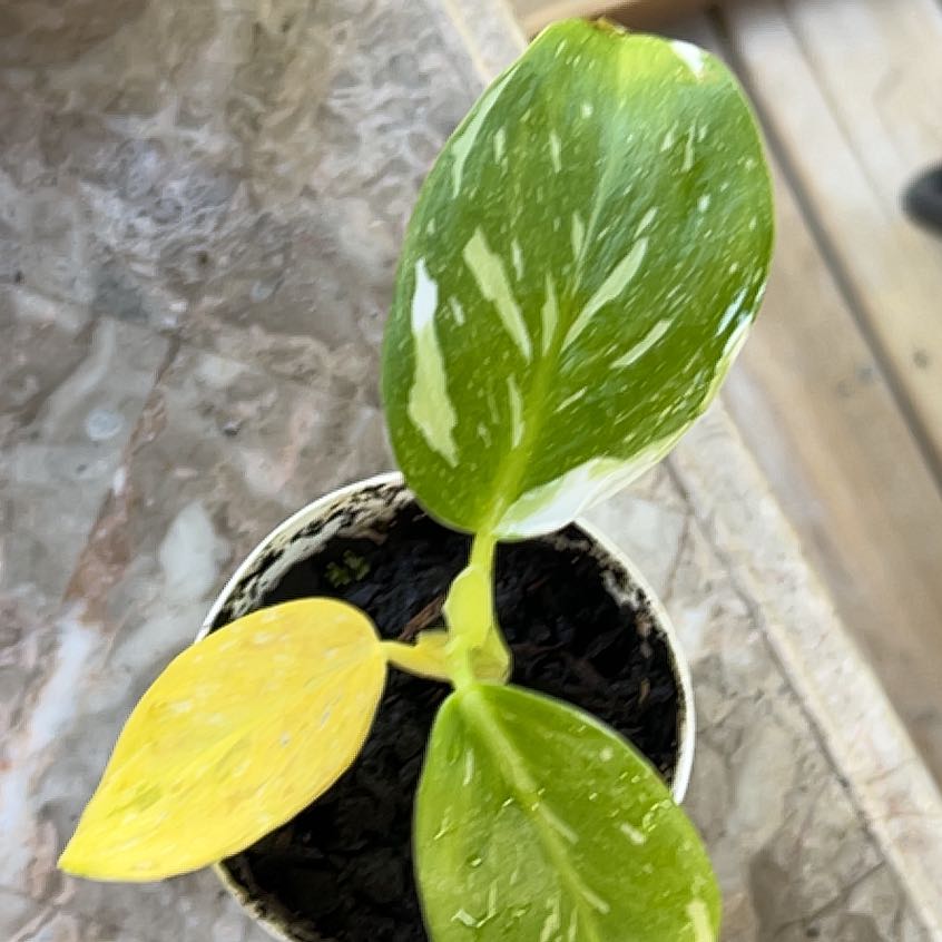 Photo of the plant species Philodendron 'White Wizard' by @GingerAvenger named Zeus on Greg, the plant care app