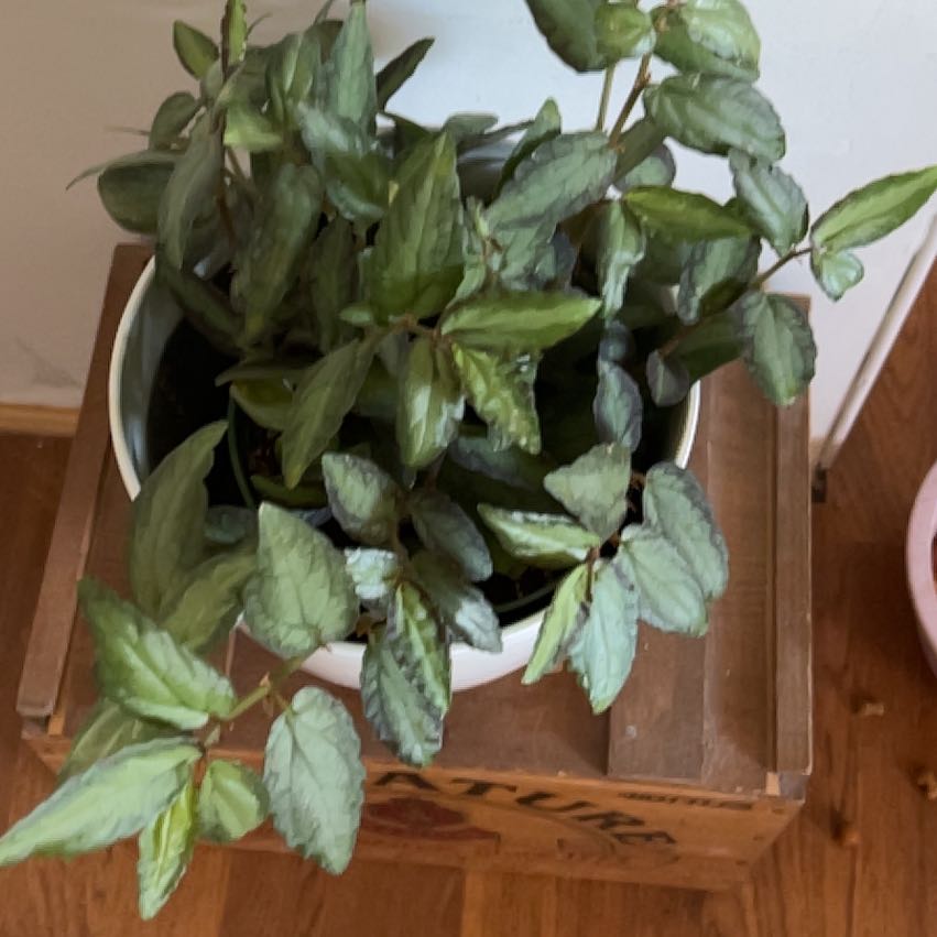 Photo of the plant species Thorny Olive by @AbleVeilwort73 named Sage on Greg, the plant care app
