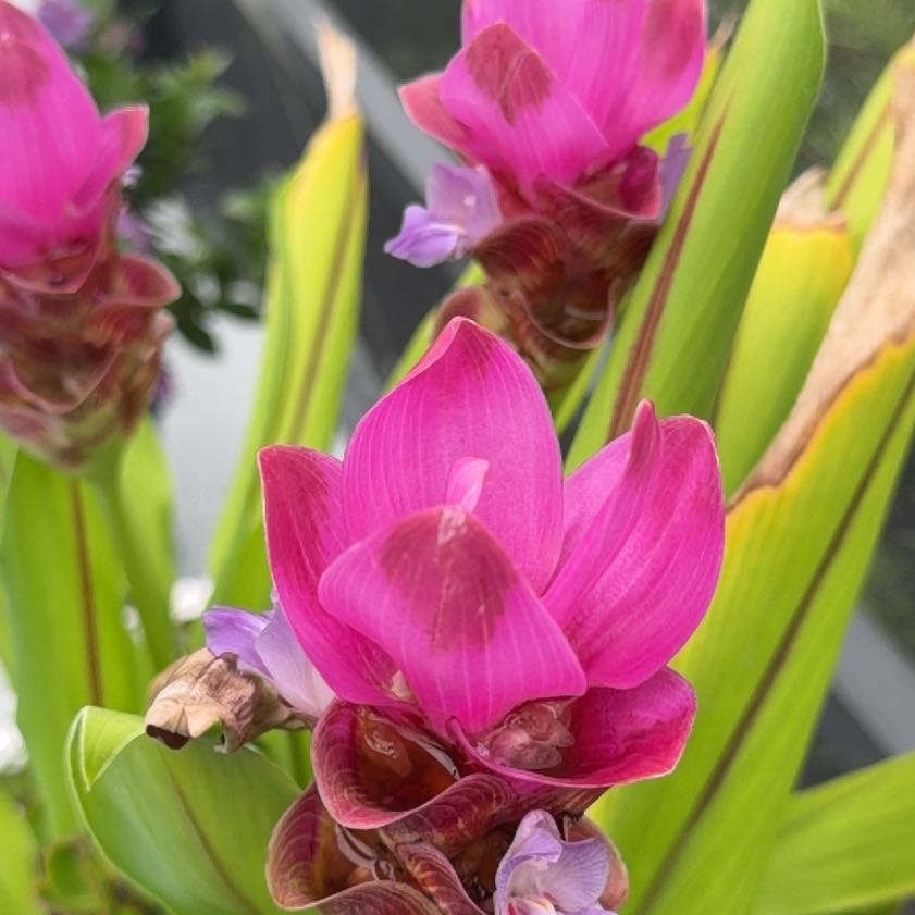 Photo of the plant species Sacred Lotus by @SleekAloepepe84 named Mochi on Greg, the plant care app