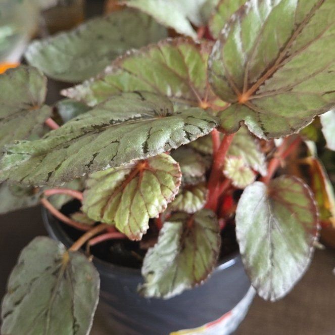 Photo of the plant species Exotic Angel Plant by @KeyHorsemint80 named Austen on Greg, the plant care app