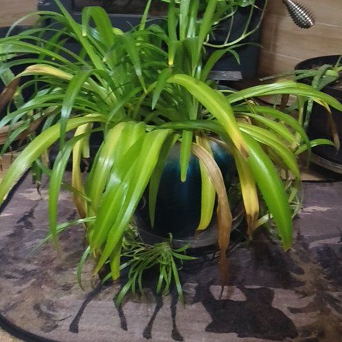 Photo of the plant species Poisonbulb by @InerrantKawaka named Kardashian on Greg, the plant care app