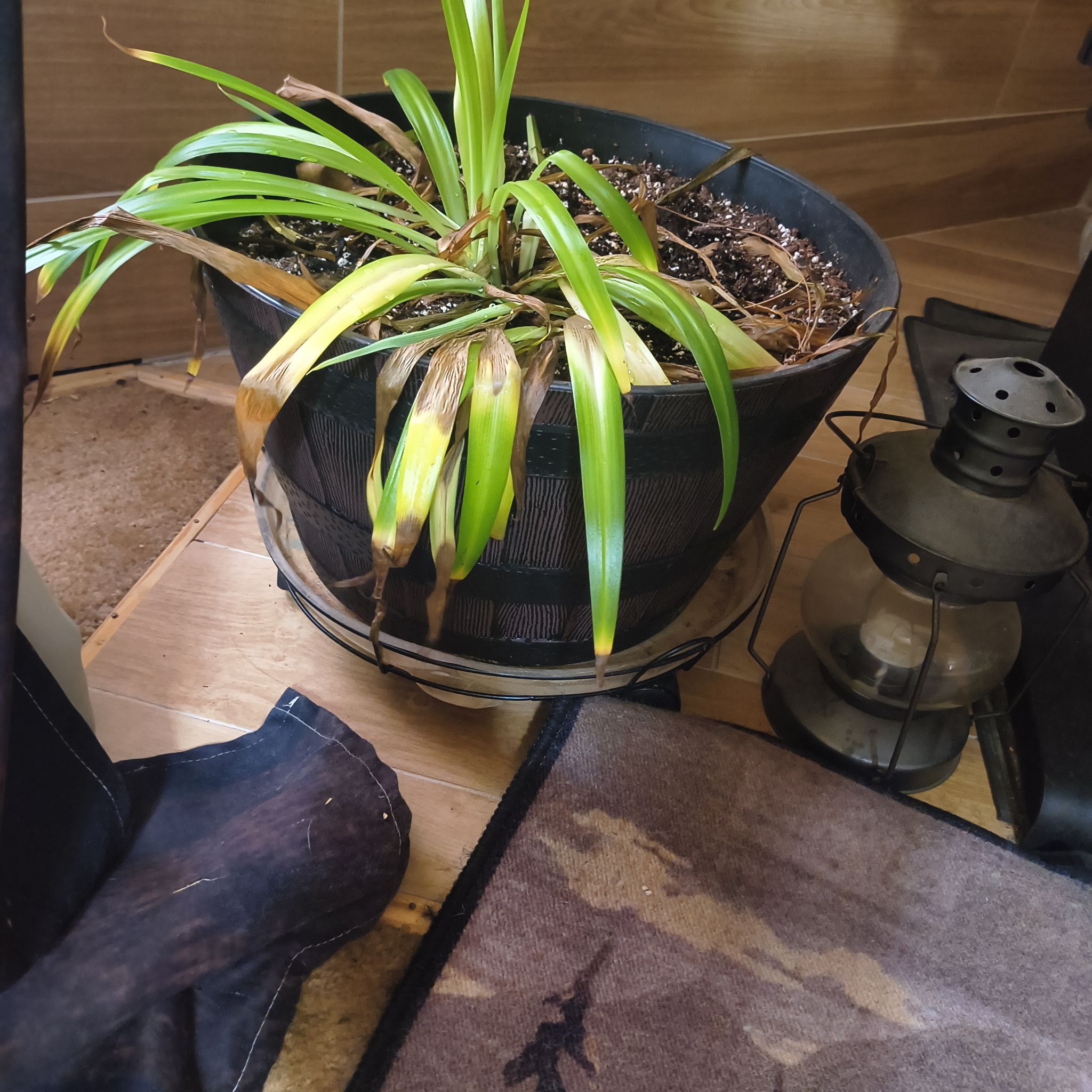 Photo of the plant species Poisonbulb by @InerrantKawaka named Kardashian on Greg, the plant care app