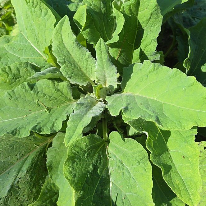 Photo of the plant species Lesser Burrdock by @DynamoPalmier26 named Apollo on Greg, the plant care app