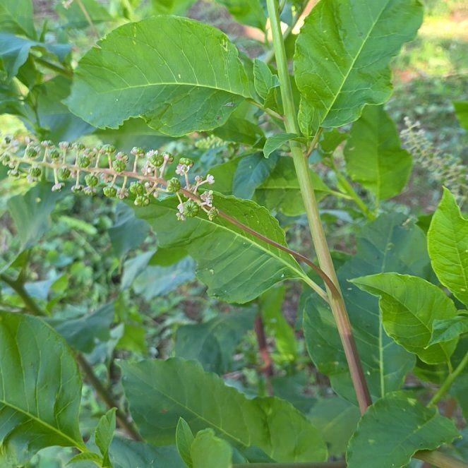 Photo of the plant species American Pokeweed by @DynamoPalmier26 named Naomi on Greg, the plant care app