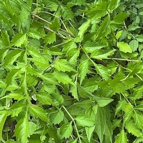 Photo of the plant species Hummingbird Vine by @PlayfullyNeem named James Dean on Greg, the plant care app