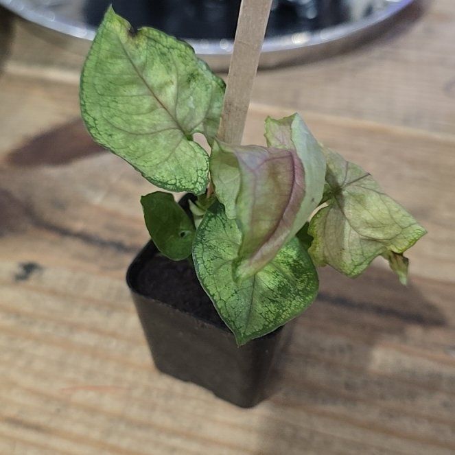 Photo of the plant species Cutleaf Groundcherry by @SolidlyDaisy75 named Fernie Saunders on Greg, the plant care app